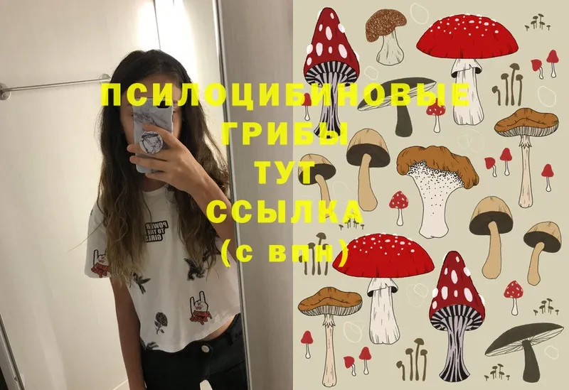 Псилоцибиновые грибы Cubensis  сайты даркнета наркотические препараты  Гатчина  купить закладку 